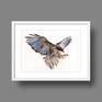 Falcon Drawing by Daria Maier | Saatchi Art