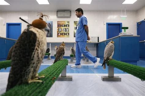 A Sneak Peek Inside The World's Largest Falcon Hospital In Abu Dhabi