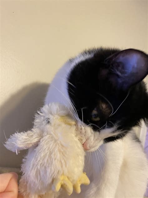 Coffee, Books and Cats — A Sanctuary Cafe