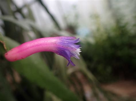 ディソカクタス属 | UMBER KELP