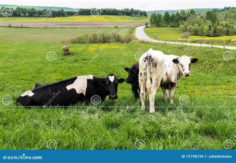 Holstein Friesians Cattles in the Pasture Stock Photo - Image of quebec ...