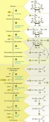 Glycolysis - Zoology Optional Notes for UPSC PDF Download
