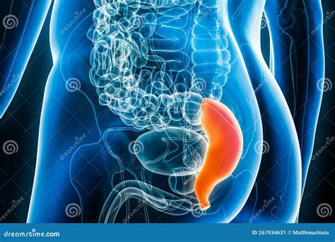 Xray of the Rectum, Part of the Colon or Large Intestine 3D Rendering Illustration with Male ... - anatomy of rectum