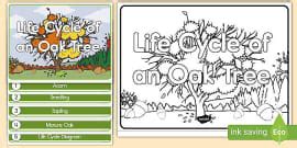 Life Cycle Venn Diagram (teacher made) - Twinkl