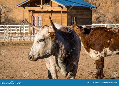 Corriente Cattle Breed Bull, Also Known As Criollo Or Chinampo Cattle ...