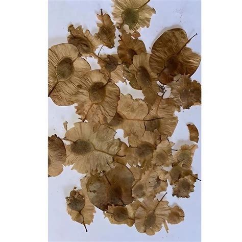 Fruit Tree Seeds - Gliricidia Seed Manufacturer from Chikkaballapur