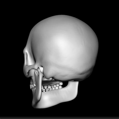 💀 Human Skull - 3D Print Human Skull - Anatomical Skull Design - Human Skull Sculpture - Skull ...