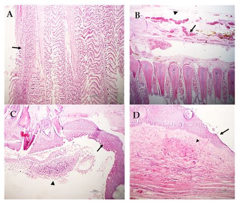 Pathogens | Special Issue : Parasitic Diseases of Fish: Identification ...