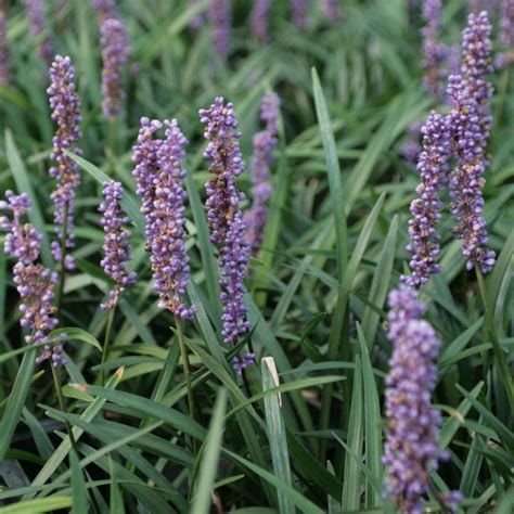 Liriope muscari Ingwersen - A very floriferous perennial ground cover ...