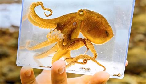 组图：科学家在日本海捕捉到巨型章鱼--环保--人民网