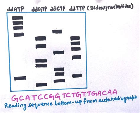 DNA Sequencing For Dummies 的图像结果