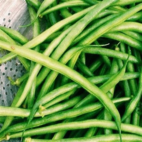 Probali su i kažu da su ovako zavoleli spanać – Blog – Magazin — Frikom