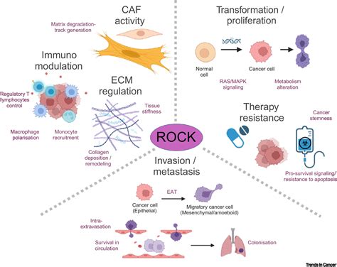 Preclinical to clinical utility of ROCK inhibitors in cancer: Trends in ...