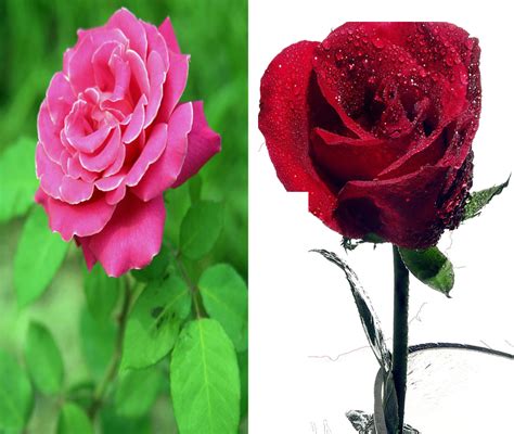 玫瑰和月季的区别，究竟是怎么回事儿？（最好理解的一篇） - 知乎