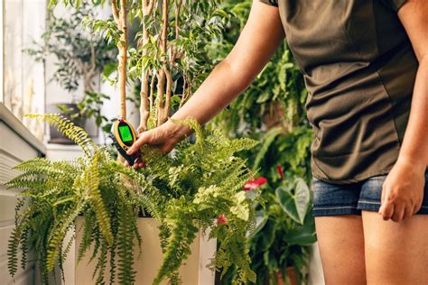 Using Plant Moisture Meter 的图像结果