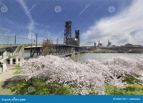 Cherry Blossoms at Portland Waterfront Stock Image - Image of lawn ...