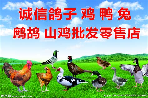 皖南鸡鸭3组合（老麻鸭＋老母鸡＋童子鸡）（仅限江浙沪皖配送） - 纳福汇