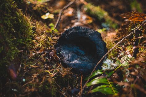 Mushroom Hunting by the Salmon River – Maxwell