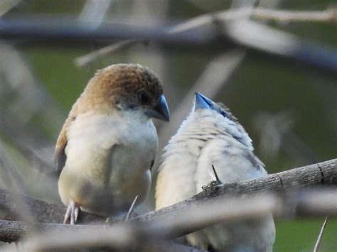 Indian Silver Bill