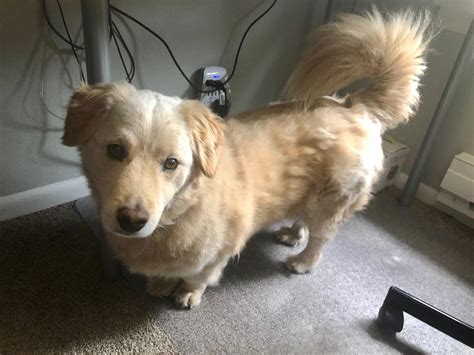 Corgi Golden Retriever Mix