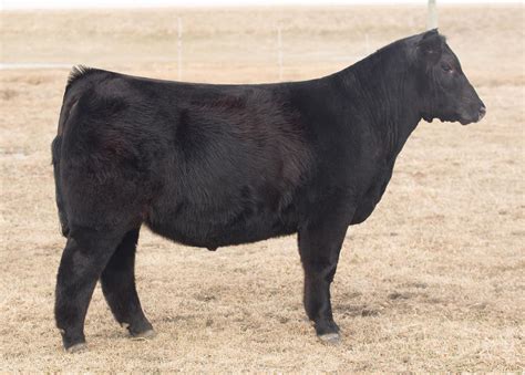 2024 Sire Directory by American Maine-Anjou Association - Issuu