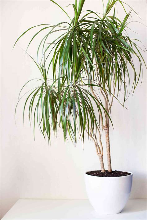 10 Large Indoor Plants to Add to Your Space