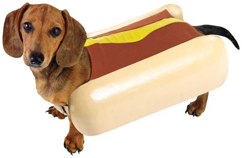 Hot dog! | Pet halloween costumes, Dog costumes, Hot dog halloween costume