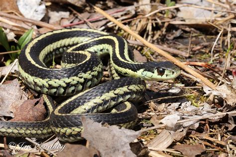 Eastern Garter Snake Poisonous This Beautiful Blue Florida Garter