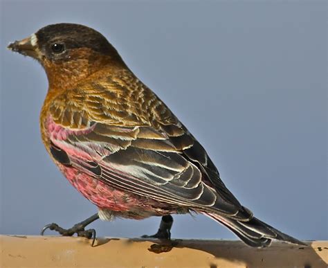 Birding Is Fun!: Rosy-Finches at Sandia Crest, New Mexico