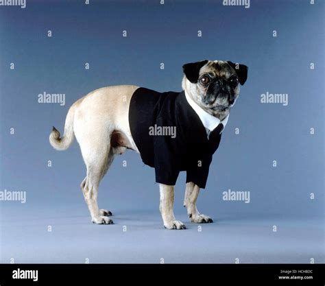 MEN IN BLACK II, Mushu as Frank the Pug, 2002, (c) Columbia/courtesy ...
