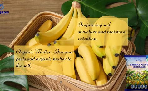Nelgates premium organic Banana Plant fertilizer for banana tree fruit ...