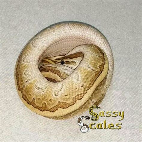 Image result for Beautiful Ball Python