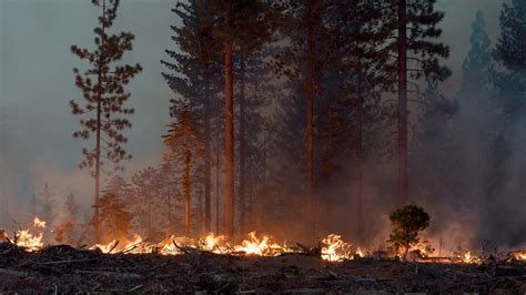 Mosquito Fire Becomes California’s Largest of Year - The New York Times