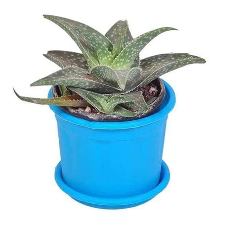 Buy Aloe Vera Plants online from Nurserylive at lowest price.