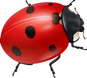 Image result for Ladybug Realistic