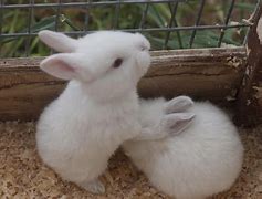 Image result for Rabbit Baby New Born