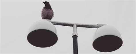 Download wallpaper 2560x1024 bird, raven, lantern, wet, minimalism ...