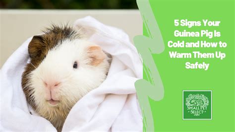 Do Guinea Pigs Get Cold? 5 Signs Your Guinea Pig Is Cold and How to ...