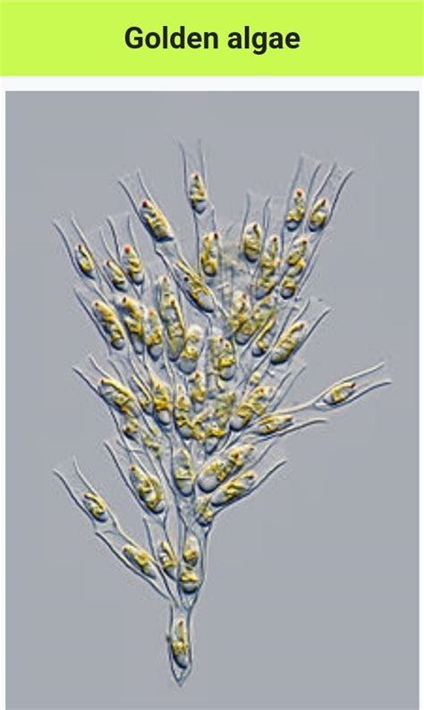 which is a chrysophyte a) diatom b) golden algae {desmids} c) yellow ...