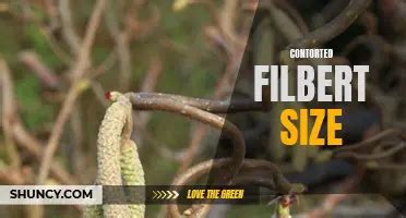 Pruning a Contorted Filbert Tree 的图像结果