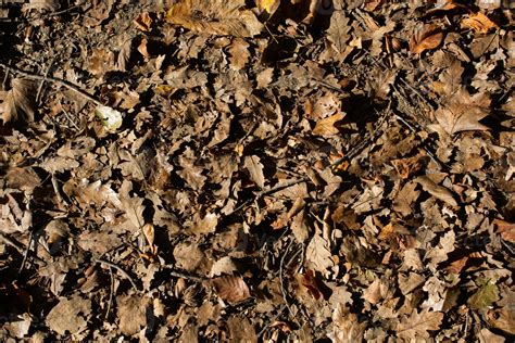 Seamless Dry Leaf Texture