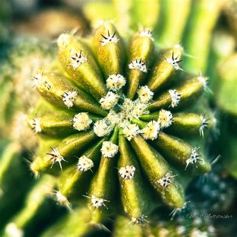 Easter Lily Cactus: Springtime Care Magic