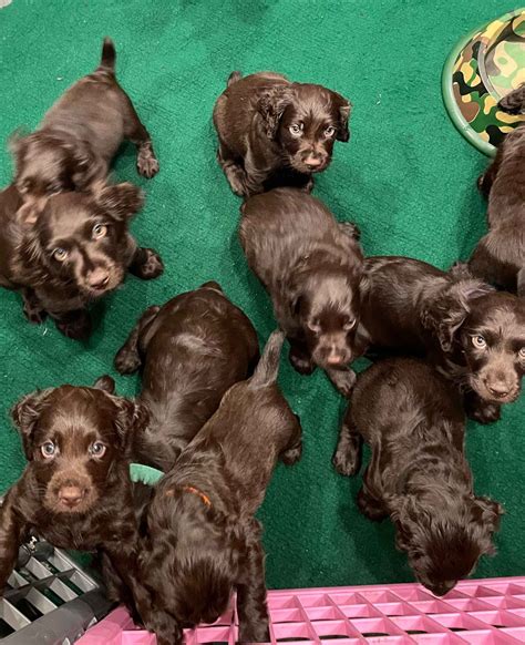 Are Boykin Spaniels Akc Registered