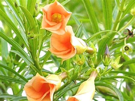 SEEDTREES Rare Orange Kaner Live Plant Pack of 2 - Nerium Oleander Live ...