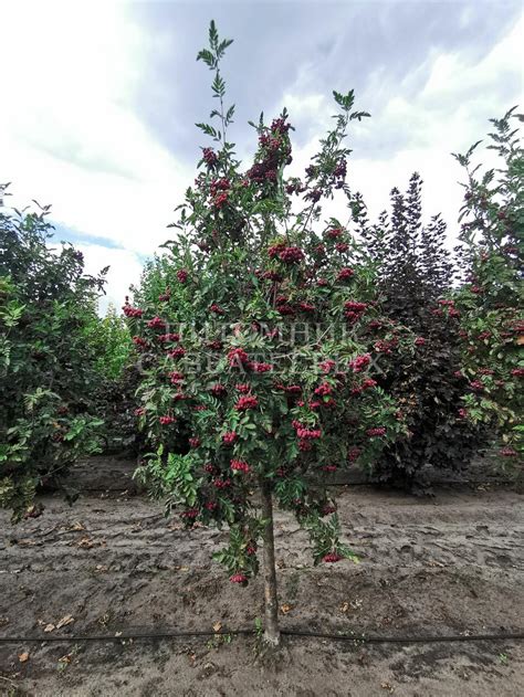 Рябина "Гранатная" 🌿 по цене от 1070 ₽ купить саженцы в питомнике ...