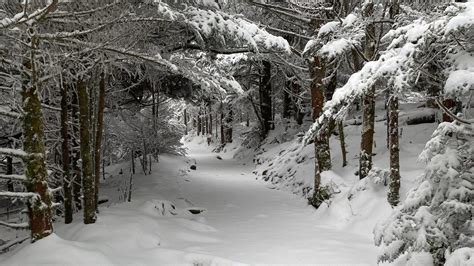 Mount LeConte weather: See the snowy sights from LeConte Lodge