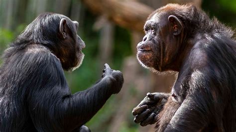 Wild chimpanzees and gorillas can form long friendly associations that ...