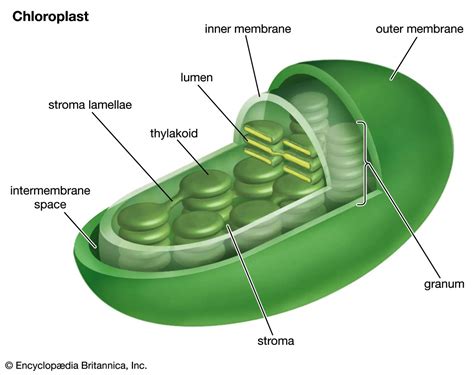 Complete Guide of Chloroplasts - Function, Structure