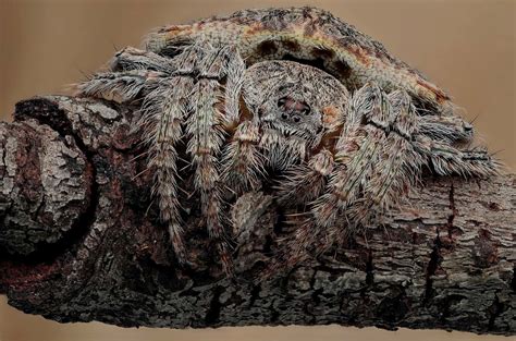 Dolophones conifera – Ausemade