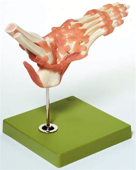 Functional Model of the Foot and Ankle - MedWest Medical Supplies